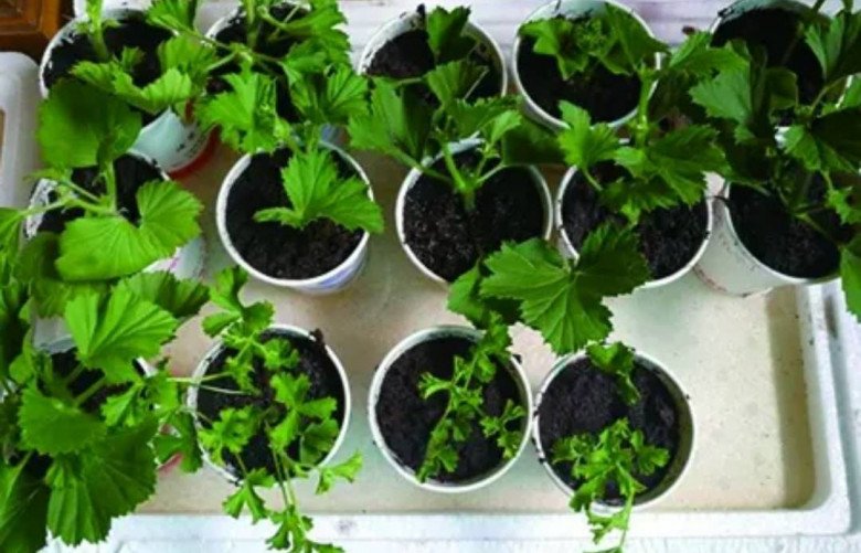 5 loại hoa cực dễ sống, cứ thấy đất là bén rễ, mùa đông cũng trồng được - 2