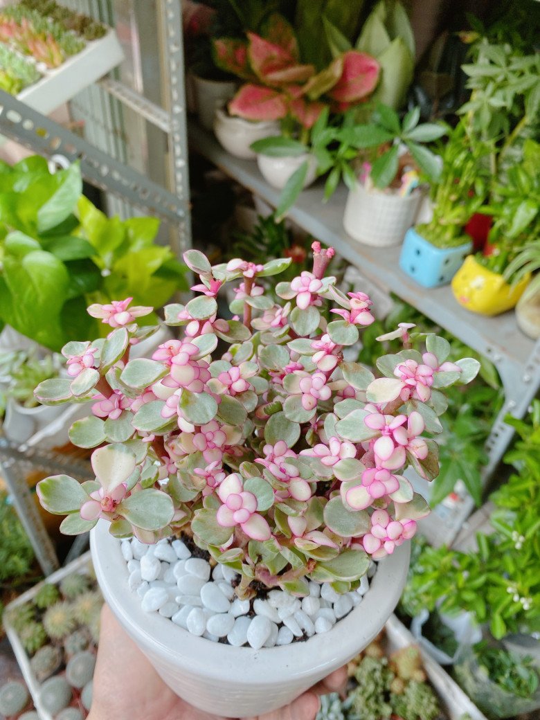 5 loại hoa cực dễ sống, cứ thấy đất là bén rễ, mùa đông cũng trồng được - 7