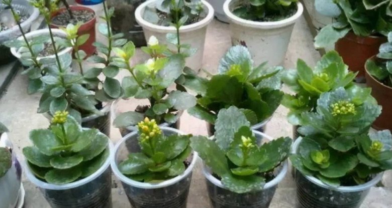 5 loại hoa cực dễ sống, cứ thấy đất là bén rễ, mùa đông cũng trồng được - 4