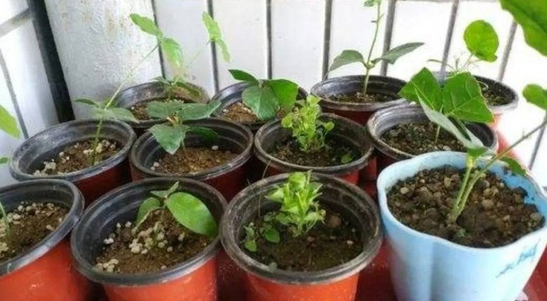 5 loại hoa cực dễ sống, cứ thấy đất là bén rễ, mùa đông cũng trồng được - 6