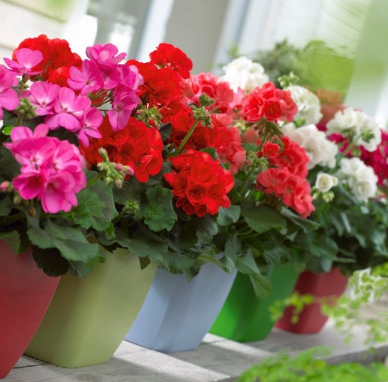 5 loại hoa cực dễ sống, cứ thấy đất là bén rễ, mùa đông cũng trồng được - 1