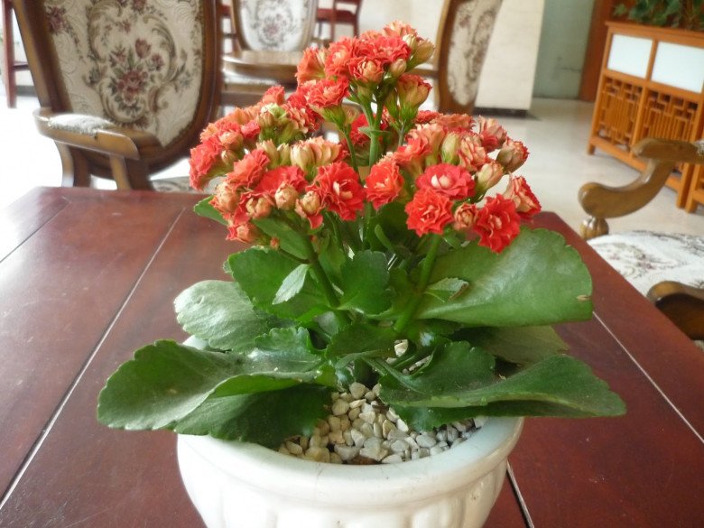 5 loại hoa cực dễ sống, cứ thấy đất là bén rễ, mùa đông cũng trồng được - 3