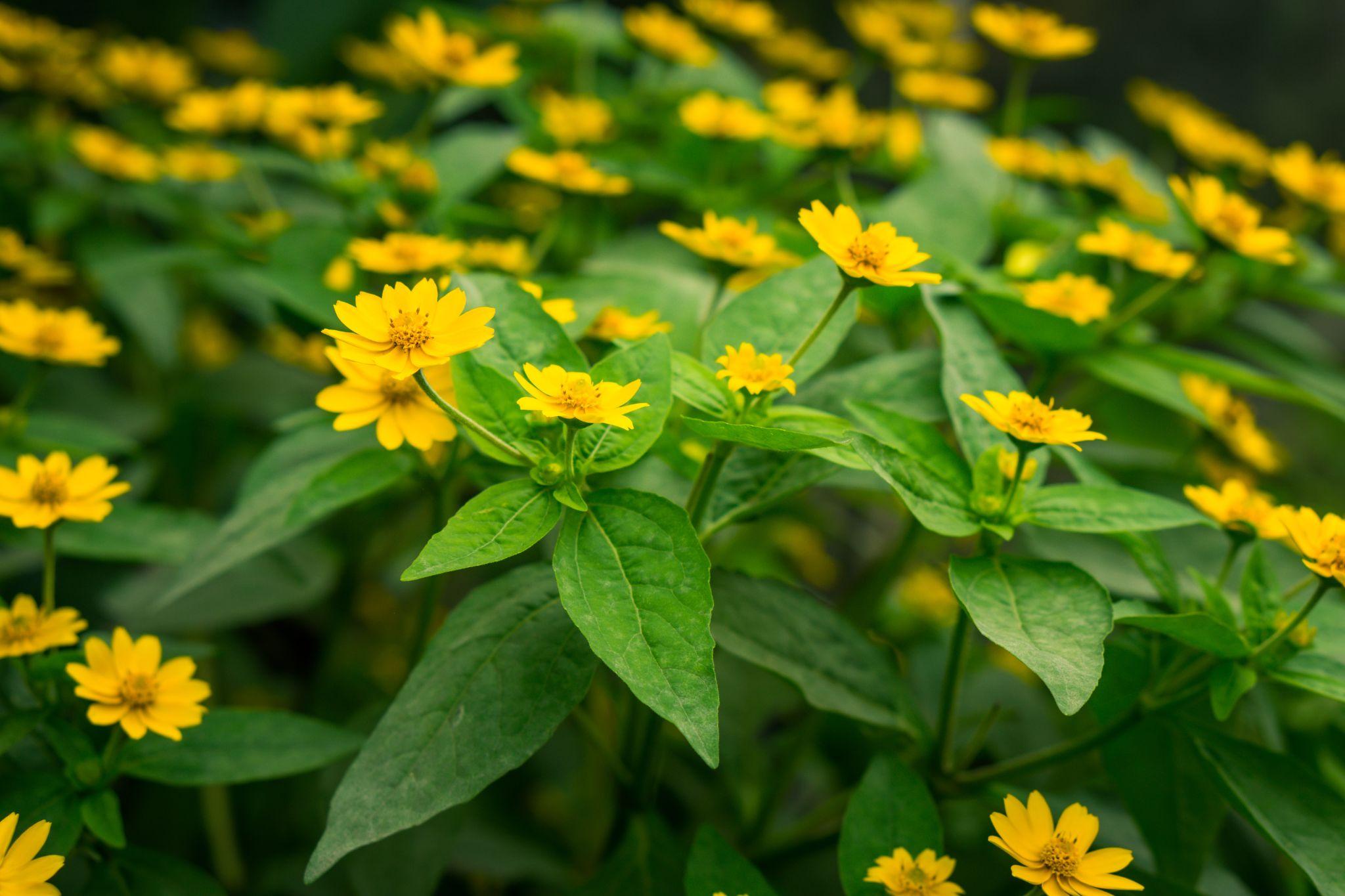 Làm theo những cách này hoa bung nở thần tốc, chồi lộc vươn ầm ầm chỉ sau 2 tuần - 4