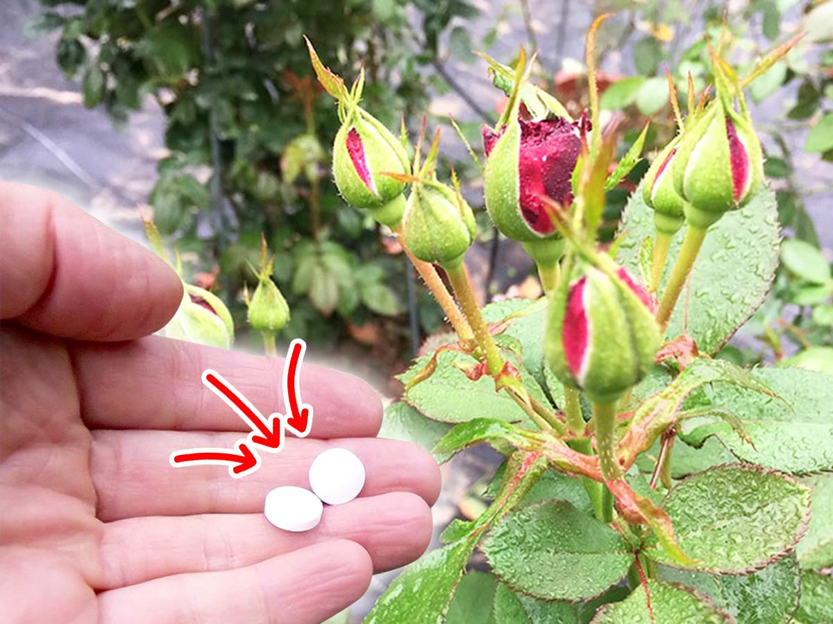 Làm theo những cách này hoa bung nở thần tốc, chồi lộc vươn ầm ầm chỉ sau 2 tuần - 1