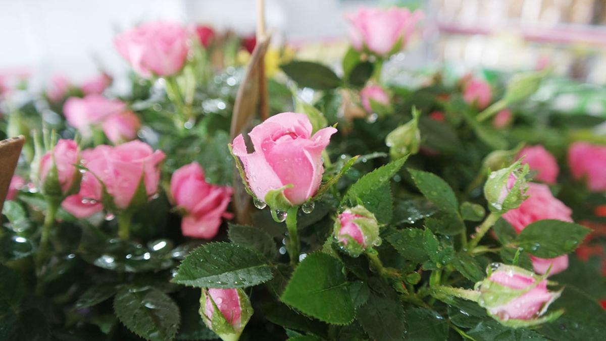 Làm theo những cách này hoa bung nở thần tốc, chồi lộc vươn ầm ầm chỉ sau 2 tuần - 2