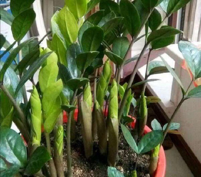 Trồng cây kim tiền mùa đông nhớ quy tắc “3 ít – 2 nhiều”, chồi non phá đất mọc lên tua tủa - 5