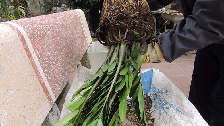 Trồng cây kim tiền mùa đông nhớ quy tắc “3 ít – 2 nhiều”, chồi non phá đất mọc lên tua tủa - 4