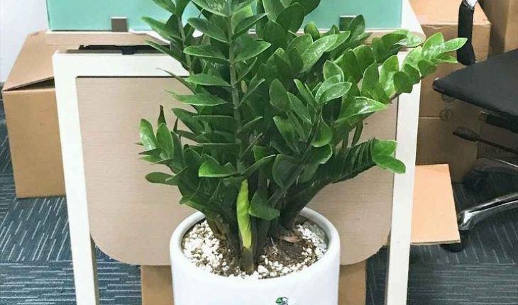 Trồng cây kim tiền mùa đông nhớ quy tắc “3 ít – 2 nhiều”, chồi non phá đất mọc lên tua tủa - 6