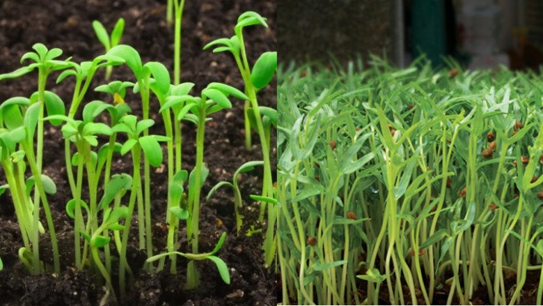 Ban công đừng để trống, trồng 4 loại rau này nửa tháng là có ăn, Tết tha hồ hái - 5