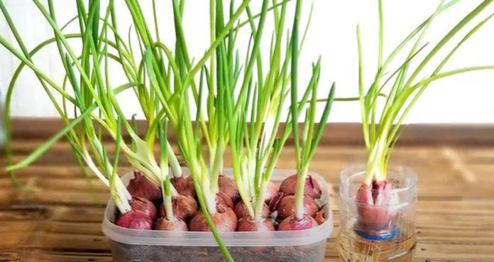 Ban công đừng để trống, trồng 4 loại rau này nửa tháng là có ăn, Tết tha hồ hái - 2