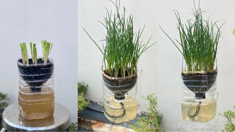 Ban công đừng để trống, trồng 4 loại rau này nửa tháng là có ăn, Tết tha hồ hái - 3