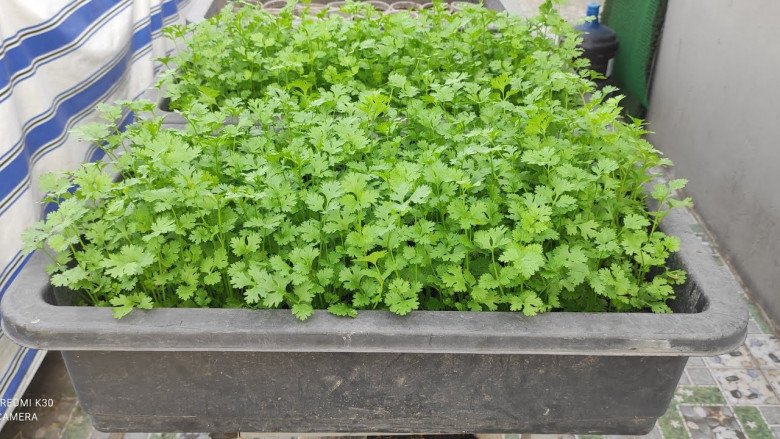 Ban công đừng để trống, trồng 4 loại rau này nửa tháng là có ăn, Tết tha hồ hái - 1