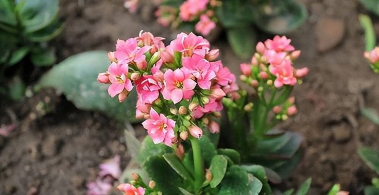 Mùa đông hoa trường sinh có 5 “nỗi sợ”, làm đúng hoa nở hết vụ này đến vụ khác - 3