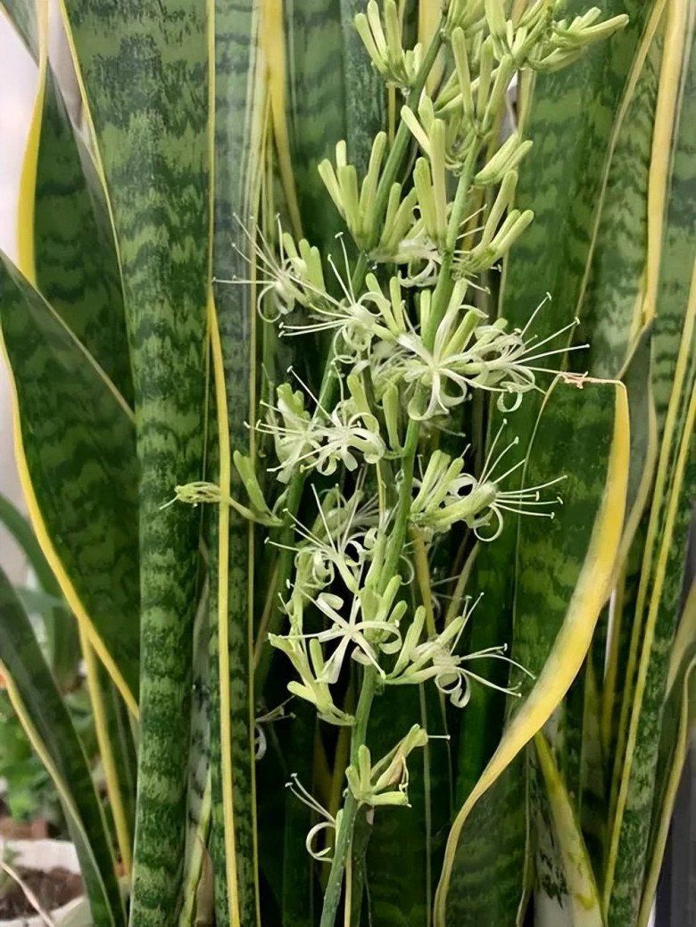 Những cây này nở hoa gia chủ chớ mừng, hãy dùng kéo cắt ngay đi - 1