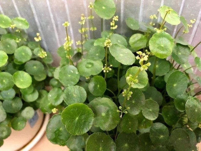 Những cây này nở hoa gia chủ chớ mừng, hãy dùng kéo cắt ngay đi - 3