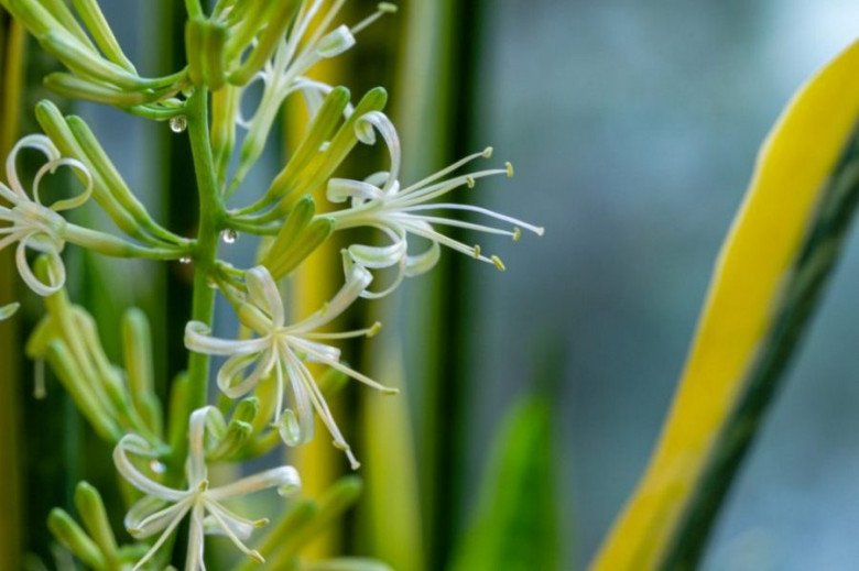 Những cây này nở hoa gia chủ chớ mừng, hãy dùng kéo cắt ngay đi - 2