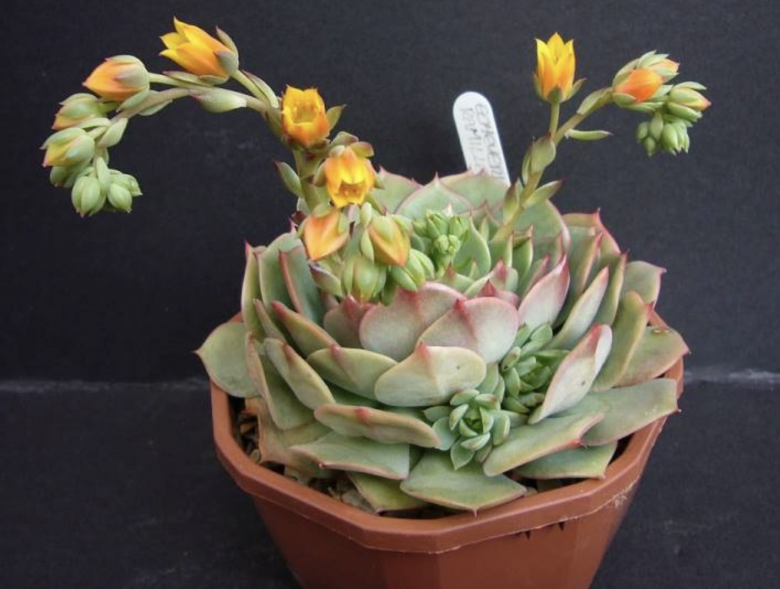 Những cây này nở hoa gia chủ chớ mừng, hãy dùng kéo cắt ngay đi - 5