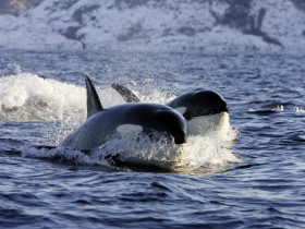 Vì sao cá voi sát thủ tấn công cá heo nhưng không ăn thịt?