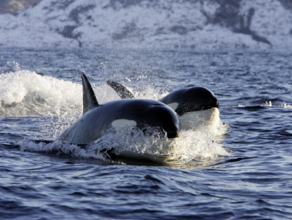 Video - Vì sao cá voi sát thủ tấn công cá heo nhưng không ăn thịt?