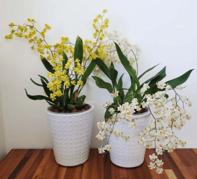 Loài hoa này nghe tên rất kêu, mỗi lần nở hơn trăm bông, trồng một chậu thơm khắp nhà - 4