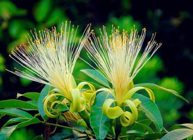 Loại cây nghe tên đã thấy “mùi tiền”, hiếm nở hoa, nhưng một khi nở báo hiệu tài lộc - 4