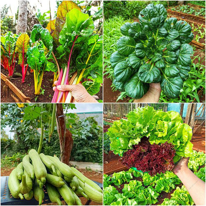 Nam công nhân tan ca tự trồng rau phục vụ bữa ăn hàng ngày, chia sẻ bí quyết mát tay nhờ khâu làm đất - 7