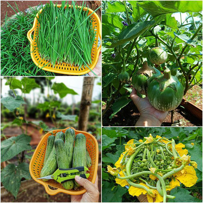 Nam công nhân tan ca tự trồng rau phục vụ bữa ăn hàng ngày, chia sẻ bí quyết mát tay nhờ khâu làm đất - 9