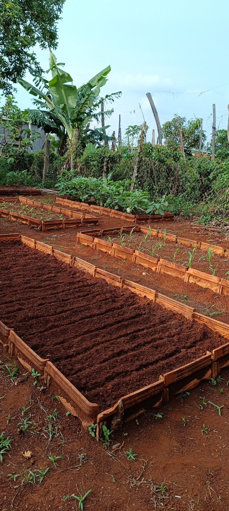 Nam công nhân tan ca tự trồng rau phục vụ bữa ăn hàng ngày, chia sẻ bí quyết mát tay nhờ khâu làm đất - 4
