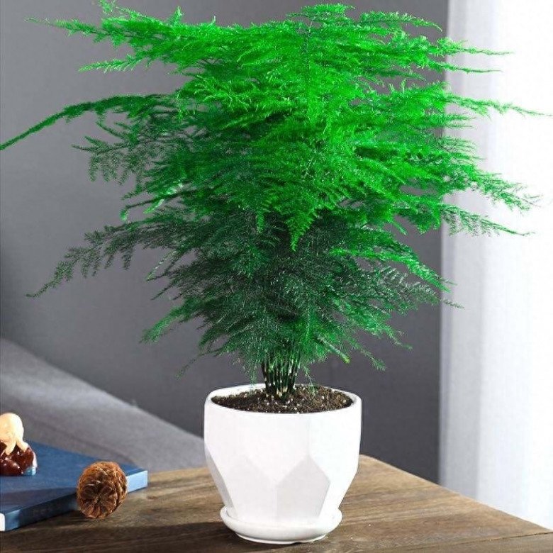 Nhà tối đến mấy cũng trồng được 7 cây “tài lộc” này, càng trong tối cây càng phát triển sum suê - 2