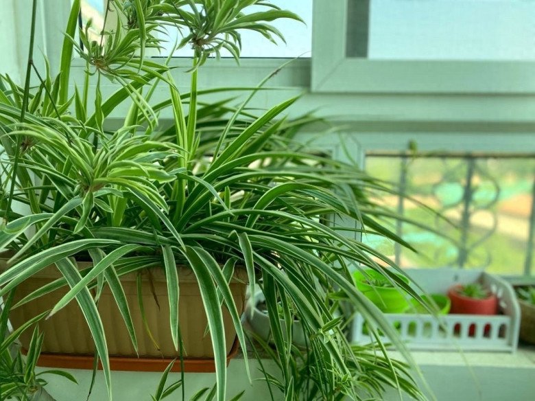 Nhà tối đến mấy cũng trồng được 7 cây “tài lộc” này, càng trong tối cây càng phát triển sum suê - 6