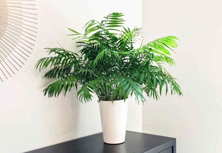 Nhà tối đến mấy cũng trồng được 7 cây “tài lộc” này, càng trong tối cây càng phát triển sum suê - 3