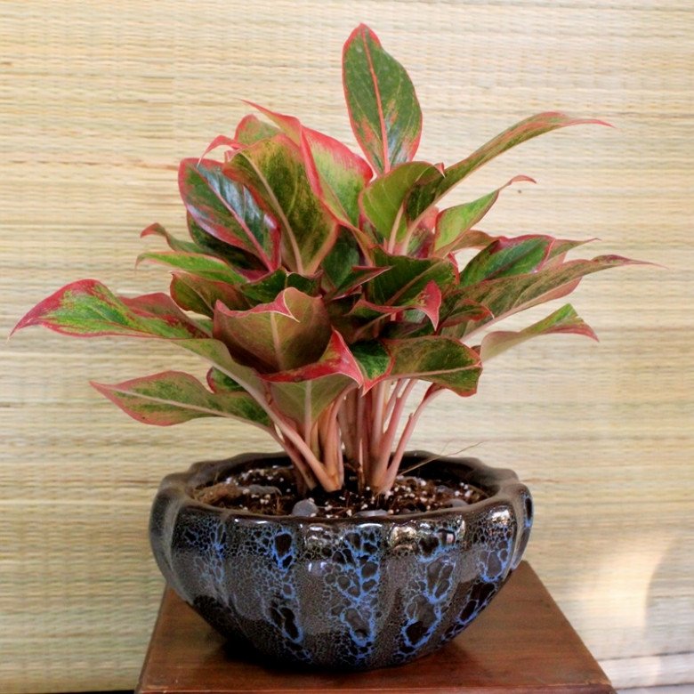Nhà tối đến mấy cũng trồng được 7 cây “tài lộc” này, càng trong tối cây càng phát triển sum suê - 7