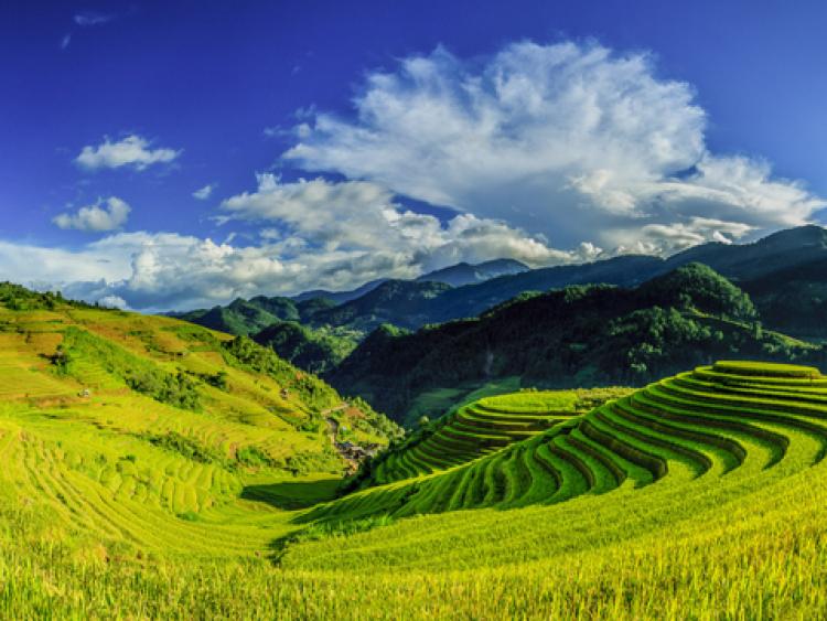 Mùa vàng trên những thửa ruộng bậc thang