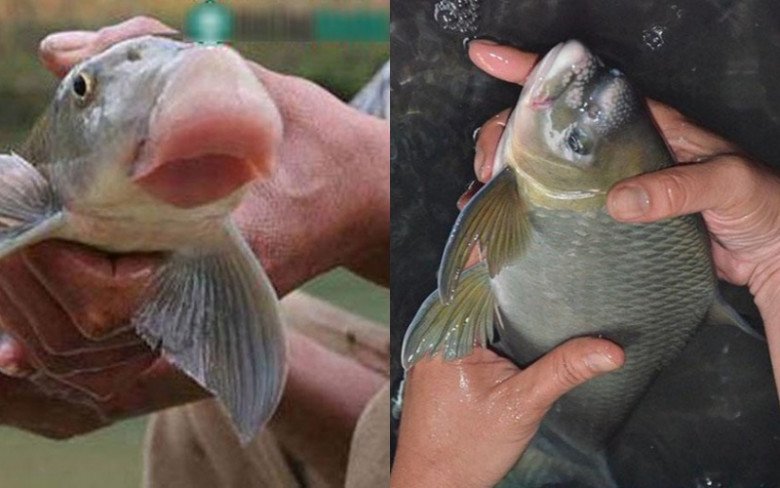 Con chui lủi dưới đáy sông là vật tiến vua, chục triệu/kg: Thế giới chỉ có ở Việt Nam và 1 nước nữa - 2