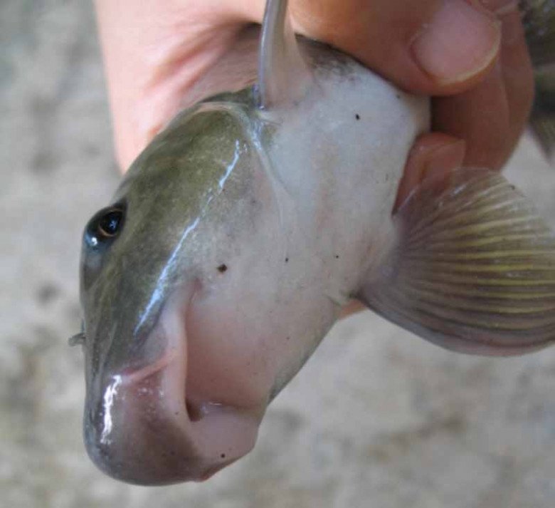 Con chui lủi dưới đáy sông là vật tiến vua, chục triệu/kg: Thế giới chỉ có ở Việt Nam và 1 nước nữa - 1