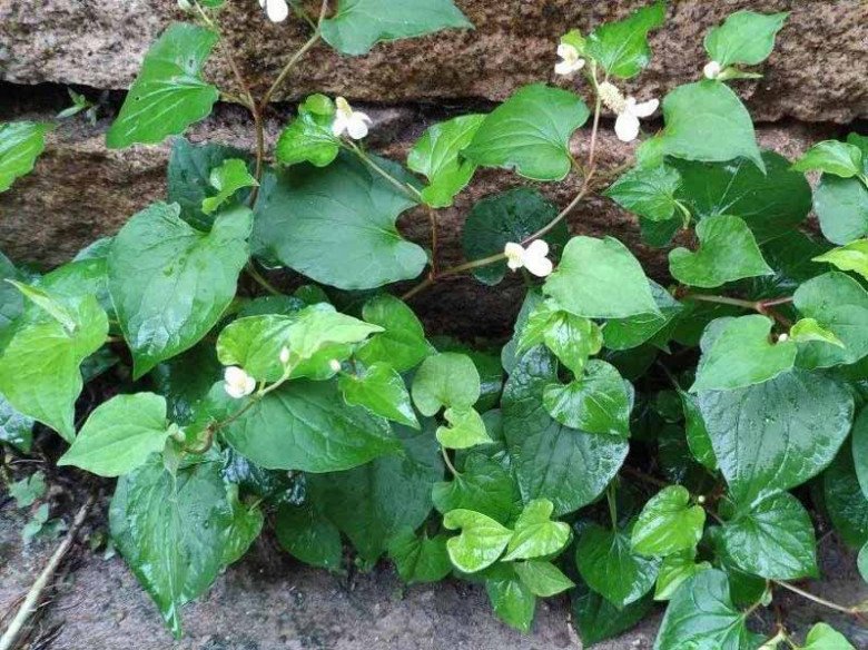 Loại lá tanh ngòm rất giàu vitamin A, người Nhật ví như “rau giải độc”, 5 phút có món ngon - 1