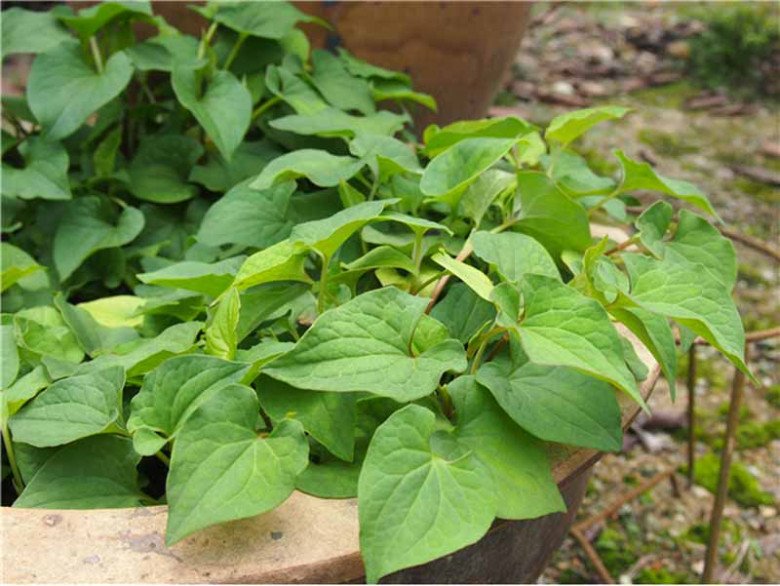 Loại lá tanh ngòm rất giàu vitamin A, người Nhật ví như “rau giải độc”, 5 phút có món ngon - 2