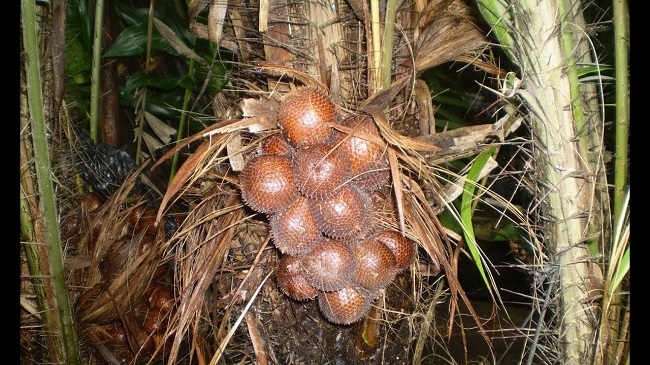 Thứ quả lạ có vỏ như da rắn nhưng lại rất ngon, giá bán 220.000 đồng/kg - 3