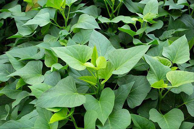 Lá này ở Việt Nam rất sẵn, người Nhật gọi là “rau trường thọ”, từ rễ đến ngọn đều ăn được, nấu kiểu này siêu ngon - 1