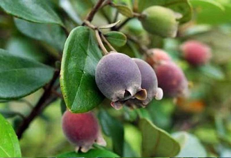 Thứ quả dại mọc khắp Việt Nam chỉ hơn trăm nghìn/kg, mua về bỏ lọ, 2 tháng sau nhận điều bất ngờ - 5