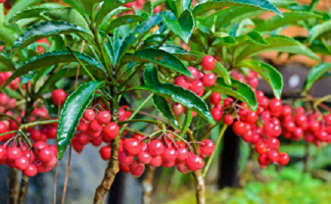 Trong nhà có 2 cây “bùa hộ mệnh” này, không giàu sang phú quý cũng bình an hạnh phúc - 3