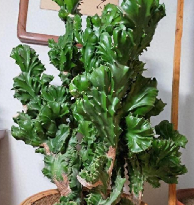 Trong nhà có 2 cây “bùa hộ mệnh” này, không giàu sang phú quý cũng bình an hạnh phúc - 1