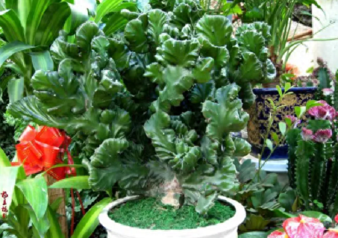 Trong nhà có 2 cây “bùa hộ mệnh” này, không giàu sang phú quý cũng bình an hạnh phúc - 2