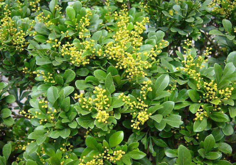 Mùa thu cắt cành 3 loại hoa này cắm vào đất, 1 tháng liền bén rễ, hoa nở 200 ngày mỗi năm - 2