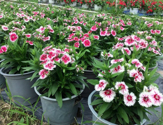 Mùa thu cắt cành 3 loại hoa này cắm vào đất, 1 tháng liền bén rễ, hoa nở 200 ngày mỗi năm - 3