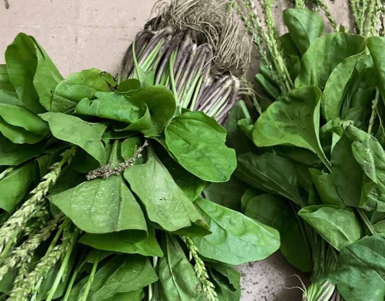 Lá mọc dại đầy vườn nhìn như tai lợn, hái về nấu kiểu này ngon tuyệt, tiếc là ở Việt Nam ít người ăn - 1