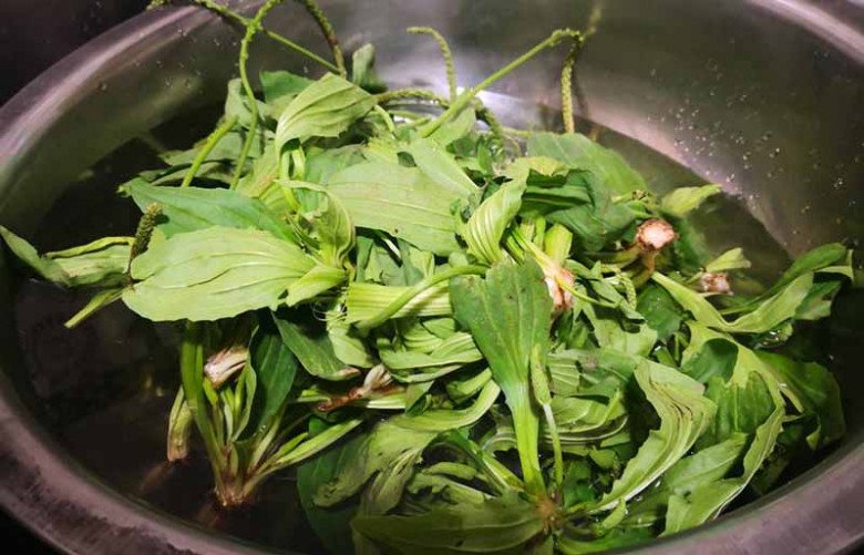 Lá mọc dại đầy vườn nhìn như tai lợn, hái về nấu kiểu này ngon tuyệt, tiếc là ở Việt Nam ít người ăn - 3