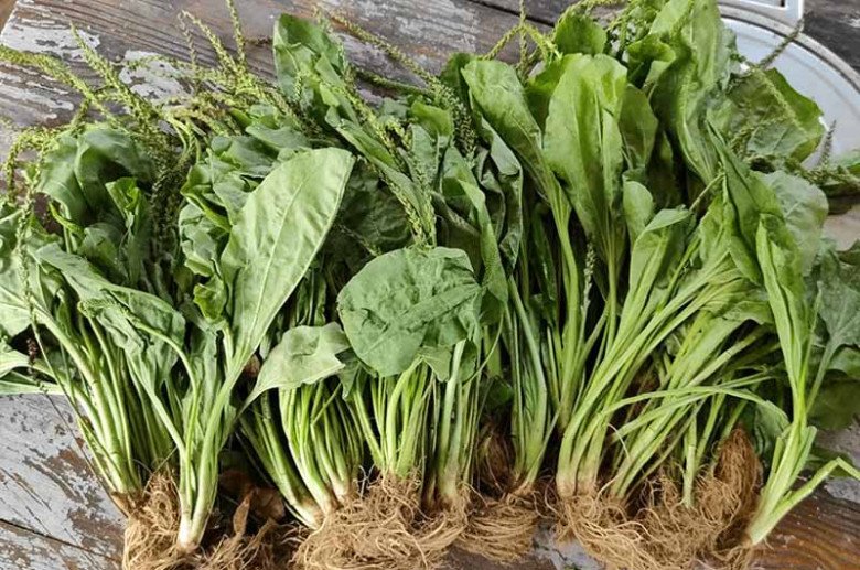 Lá mọc dại đầy vườn nhìn như tai lợn, hái về nấu kiểu này ngon tuyệt, tiếc là ở Việt Nam ít người ăn - 2