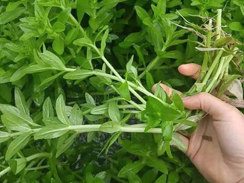 Rau này tưởng chỉ ăn cùng lòng lợn, không ngờ xào thịt bò ngon nhức nhối - 2