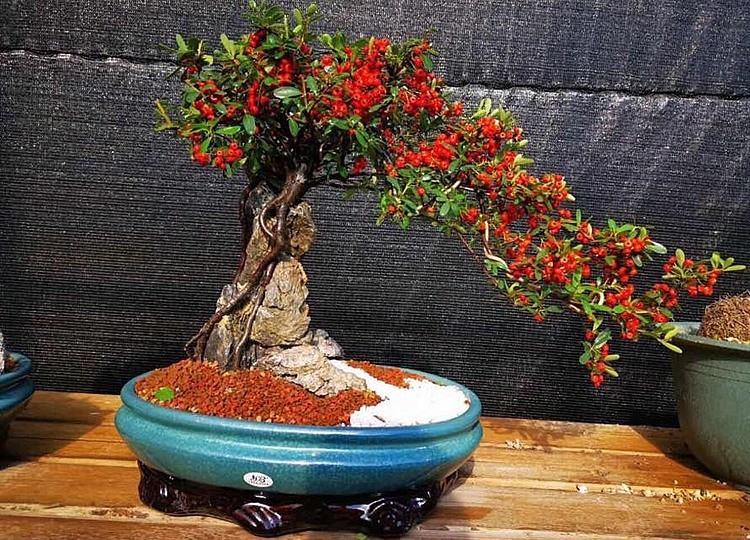 Trồng 3 cây này trước nhà tài lộc về như thác lũ, chẳng mấy chốc gia chủ phất lên như diều gặp gió - 3
